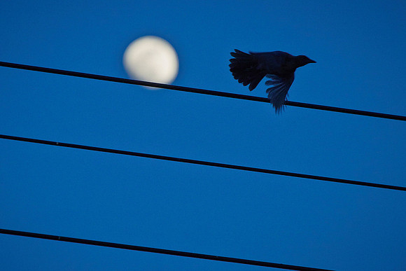 28_0_445_1mockingbird_2_lb_1800x1200_s4web