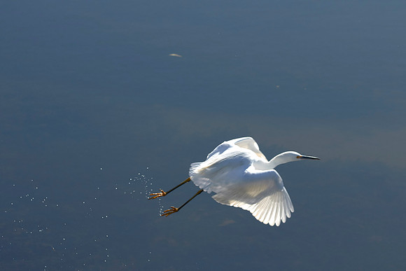 LKR Birding 444