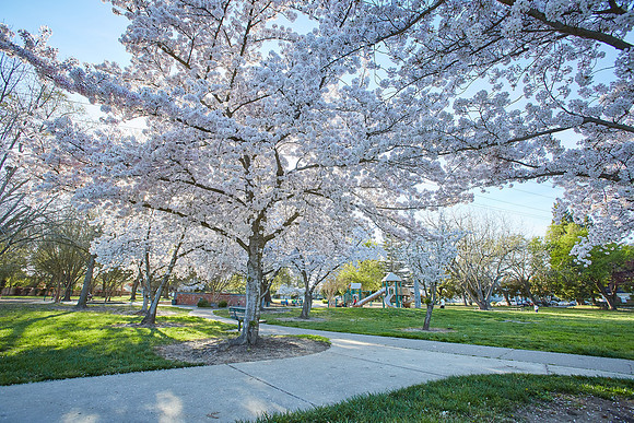 Cherry Trees Scouting Trip 020