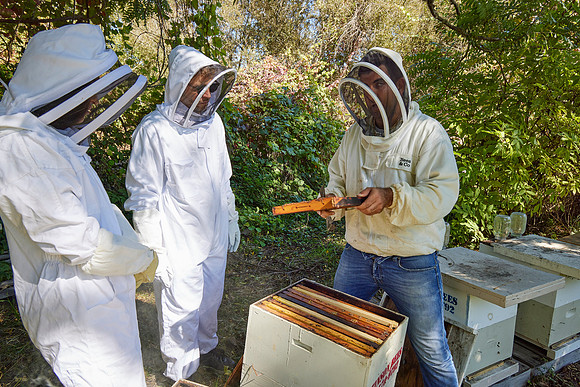Bolinas Bees 0270