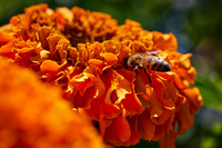Bolinas Bees 0142