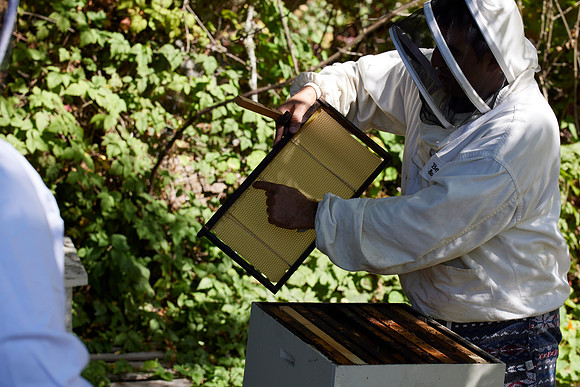 Bolinas Bees 0336
