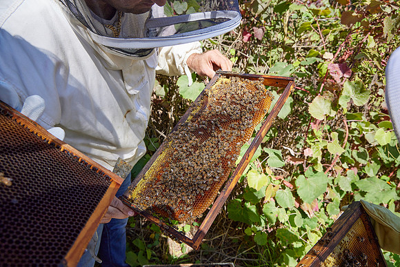Bolinas Bees 0288