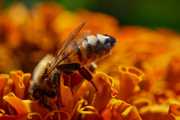 Bolinas Bees 0182