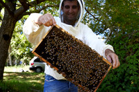 Bolinas Bees 0061