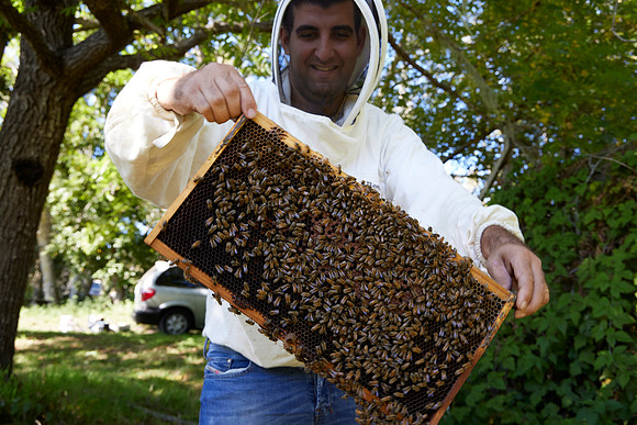 Bolinas Bees 0061