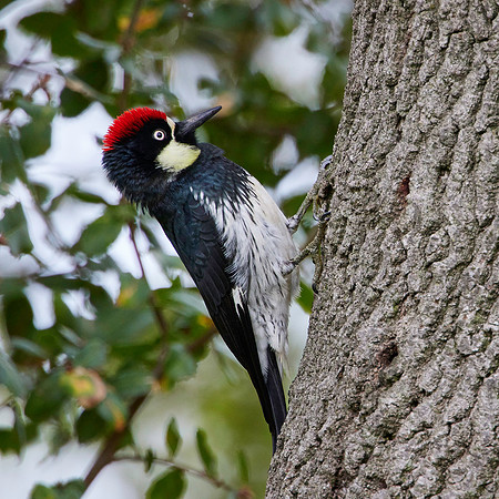 Acorn Woodpecker ARP William Pond Area 0296 copy