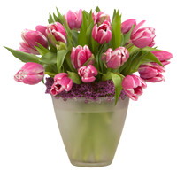 val#17_tulip_006