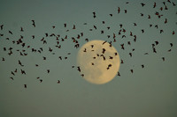 Mexican Freetailed Bats 0040