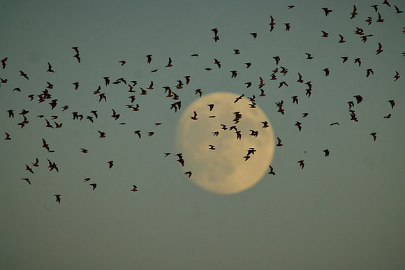 Mexican Freetailed Bats 0040