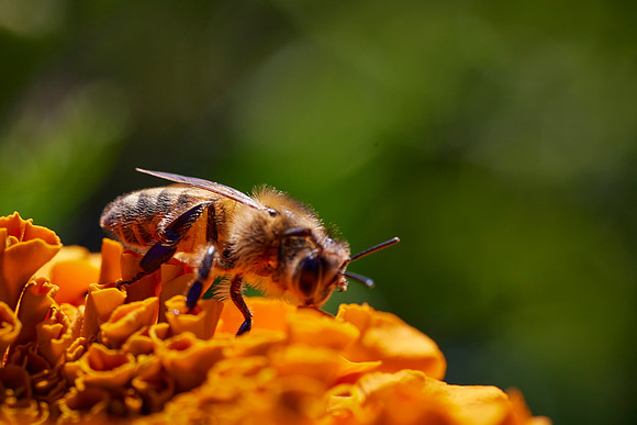 Bolinas Bees 0180
