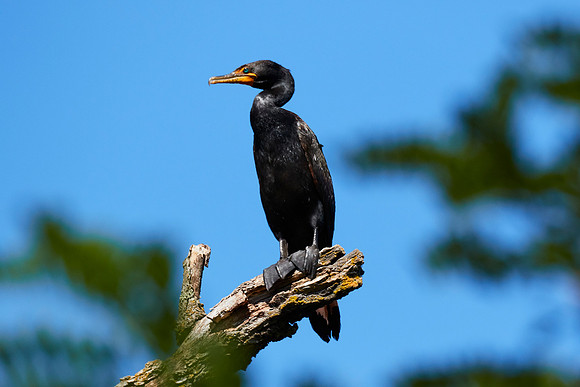 Birding ARP-2018-576