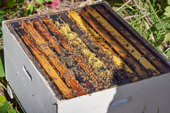 Bolinas Bees 0278