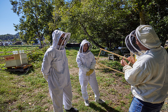 Bolinas Bees 0226