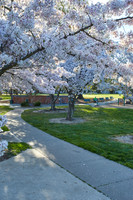 Cherry Trees Scouting Trip 016