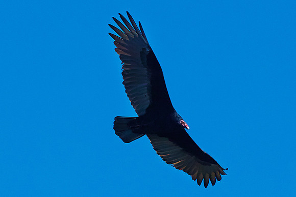 26_0_642_1vultures_024_1