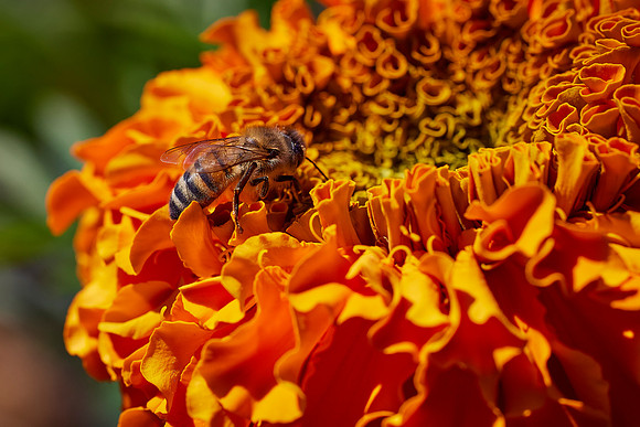 Bolinas Bees 0117
