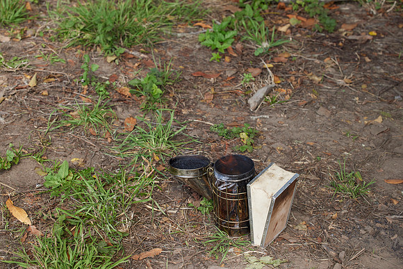 Bolinas Bees 0328