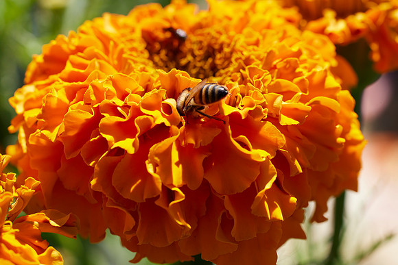 Bolinas Bees 0103
