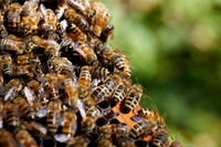 Bolinas Bees 0073