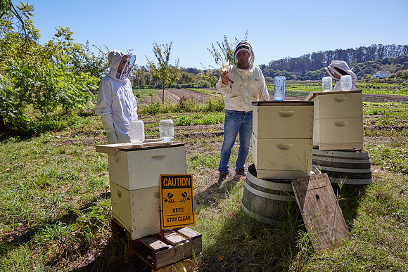 Bolinas Bees 0229