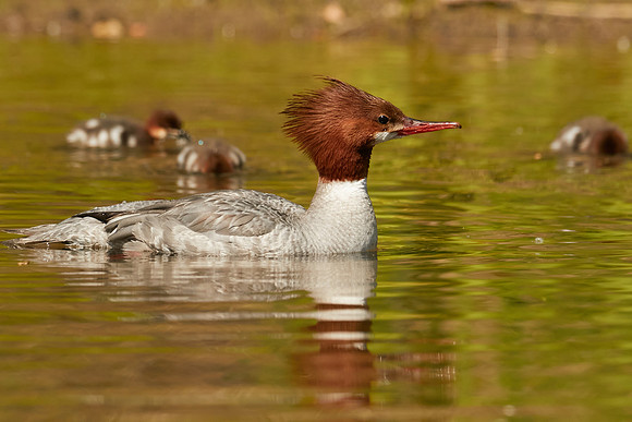 Birds April 2020  468