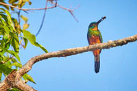 Amazon Birds Dec6- 2077