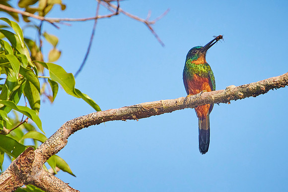 Amazon Birds Dec6- 2077
