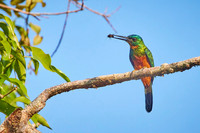 Amazon Birds Dec6- 2076