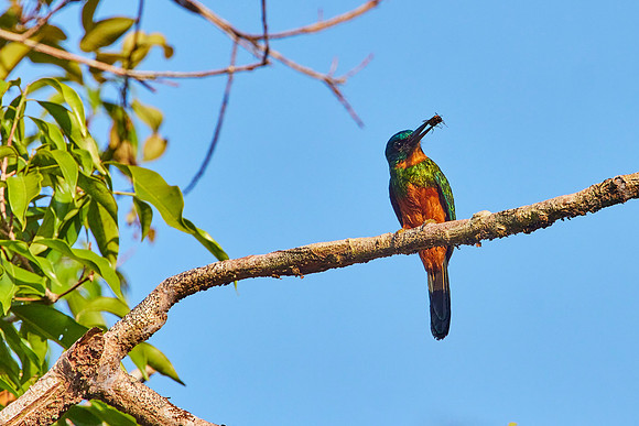 Amazon Birds Dec6- 2063