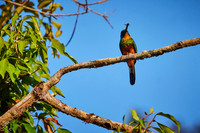 Amazon Birds Dec6- 2059