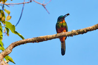 Amazon Birds Dec6- 2065
