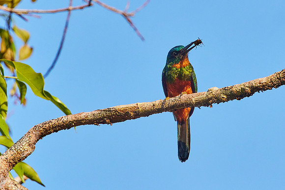 Amazon Birds Dec6- 2065