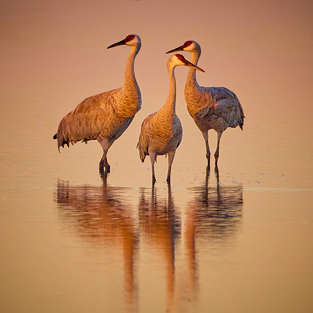 Three Sandhill Cranes 130 copy