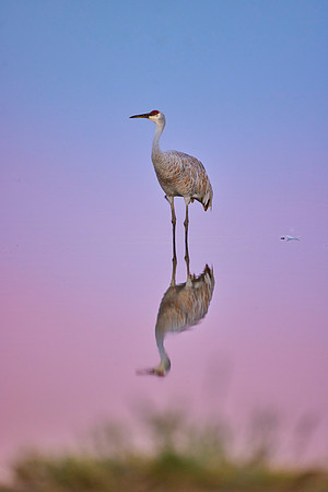Sandhill Cranes 169 copy