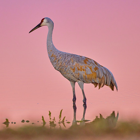 Sandhill Cranes 156 copy