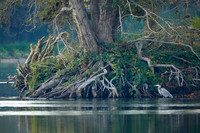 American River Great Blue Heron 1 copy