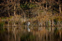 Birding LKR TC 003 copy