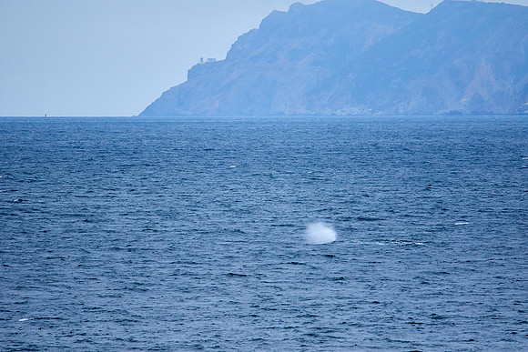 Bolinas 2-104-whale