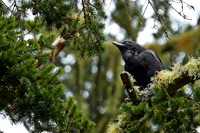 Bolinas outtakes Whales and birds