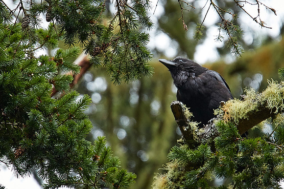 Bolinas 2-007-Raven