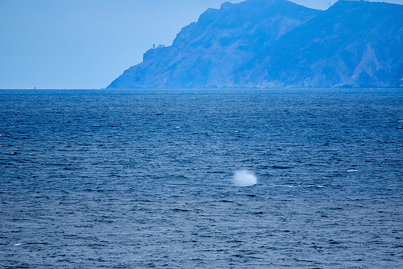 Bolinas 2-104-whale 1