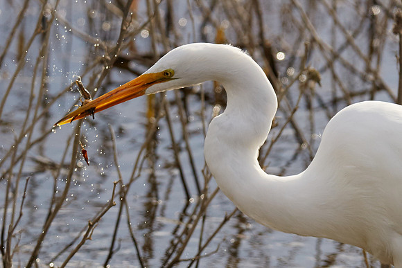 15_0_675_1great_egret_eats_crawdad_vic_fasio_202_1