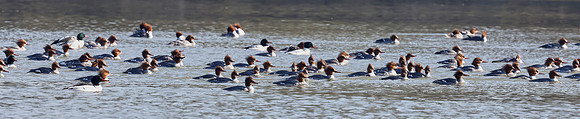 Common Merganser - Natomas Bluffs  0206