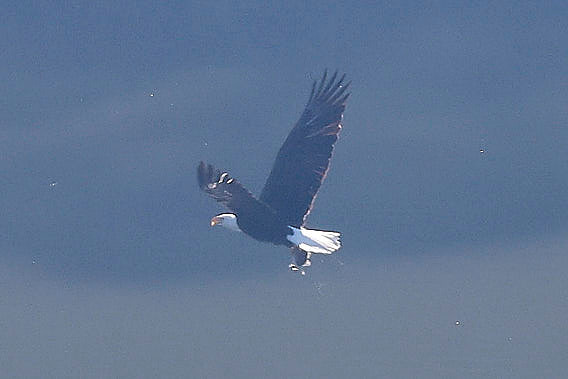Bald Eagle grabs a fish Natomas Bluffs  0191
