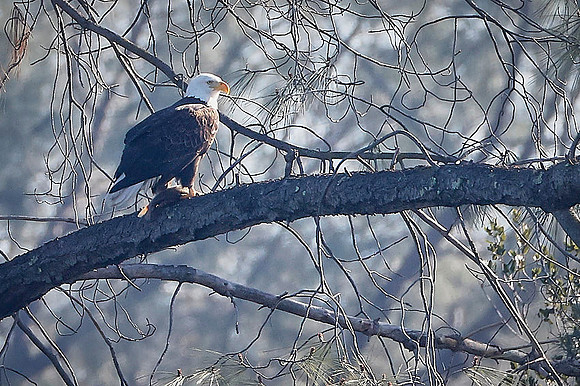 Bald Eagle - Natomas Bluffs 600mm 0231
