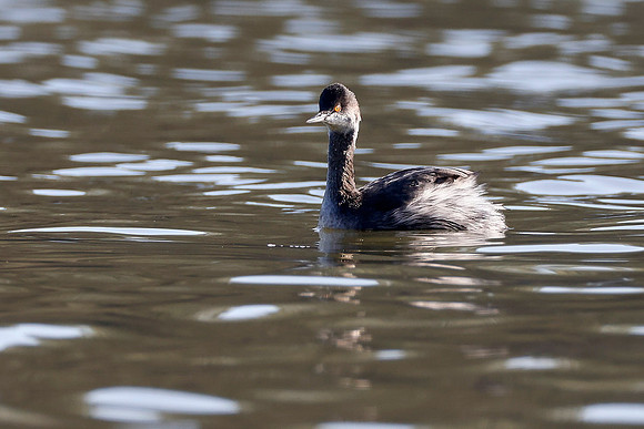 Eared Grebe - Natomas Bluffs 600mm 0247