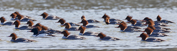 A raft of Common Mergansers - Natomas Bluffs 600mm 0270