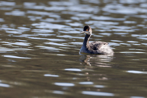 Eared Grebe - Natomas Bluffs 600mm 0251