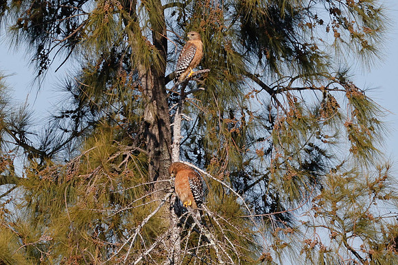Red-shouldered Hawk - Natomas Bluffs  0171